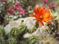 Hellrote Kaktusblüte im Botanischen Garten - Erlangen